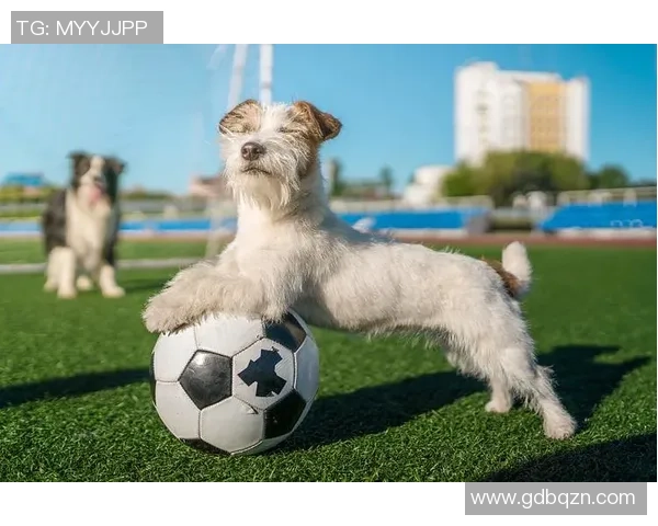 足球明星宠物狗大揭秘：他们钟爱哪些品种的狗狗陪伴生活